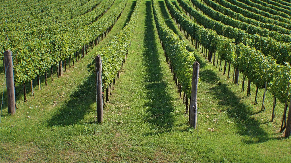 landscape-tree-nature-plant-grape-vine-1194060-pxhere.com.jpg