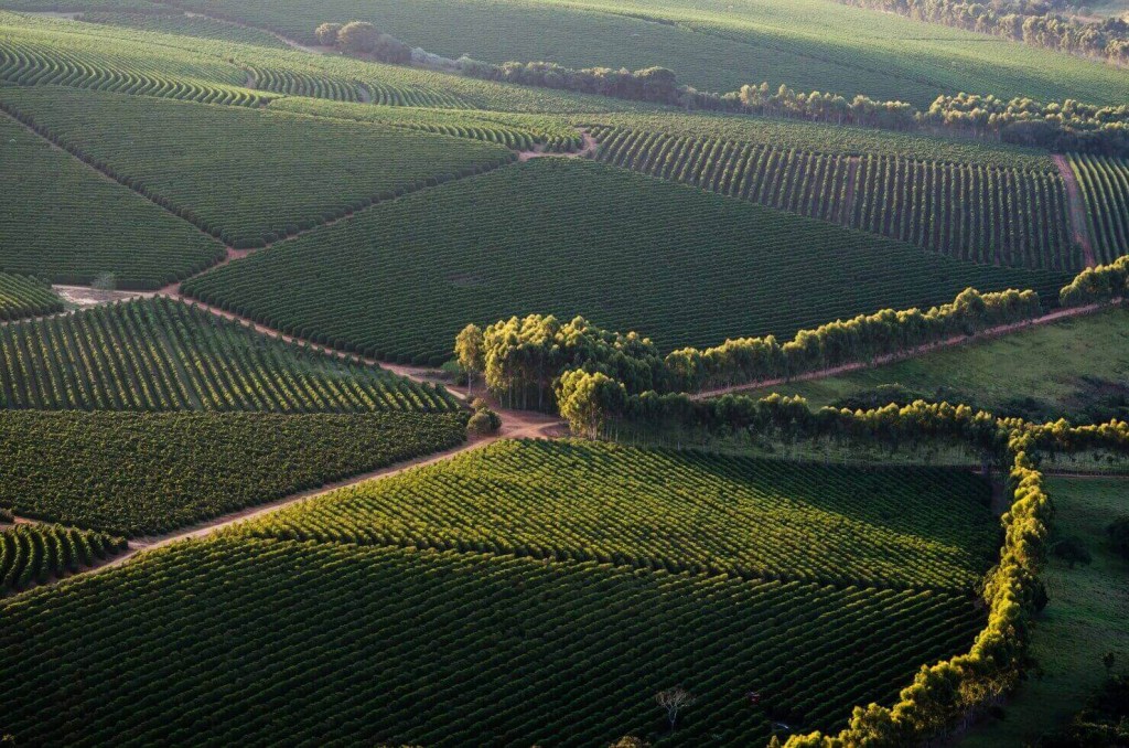 Виноградники